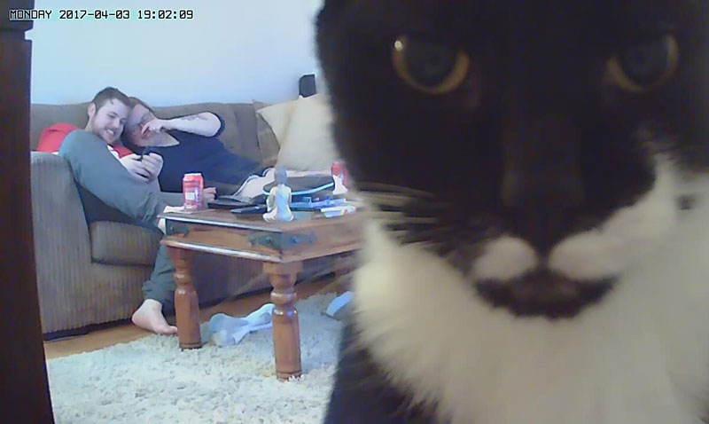 We got cameras for the house. The cat does not approve