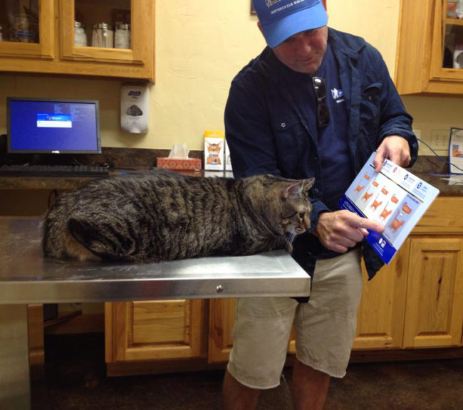 Husband explains obesity chart at the vet's office to our cat Lenny
