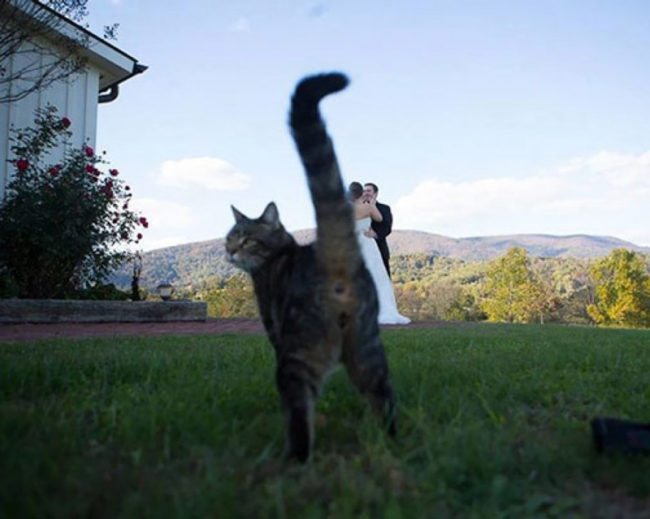 This cat photobombing the wedding picture