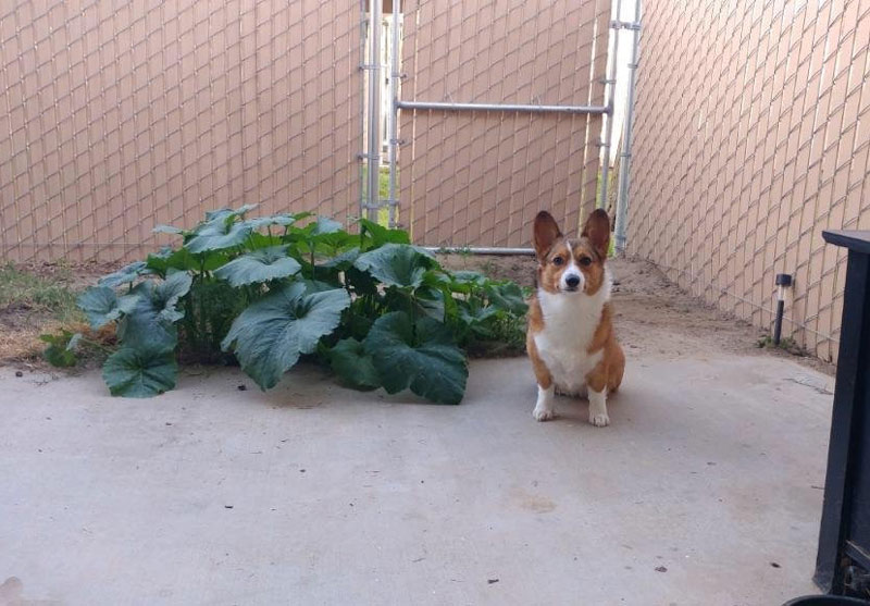 My friend's corgi ate pumpkin seeds, pooped them out, and they started growing. Here she is sitting next to her work