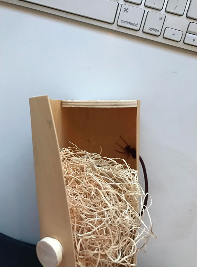 Opened my perfume box and found this terrifying thing... then realized it was just a string. Felt like an idiot for screaming at the top of my lungs