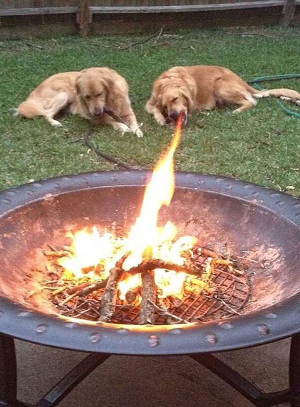 Fire breathing dog!