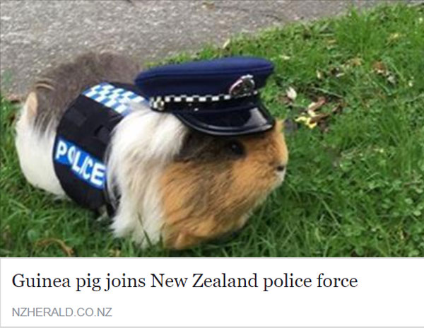 Meanwhile in New Zealand...