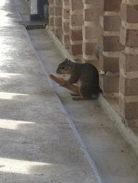 Inappropriate Squirrel