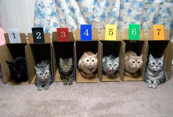 Why cat racing never took off...