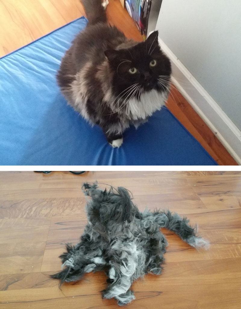 My husband shaved our cat then made a new, much more disturbing one