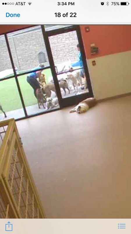 Logged into my dogs daycare webcam. I guess he felt to lazy to go outside