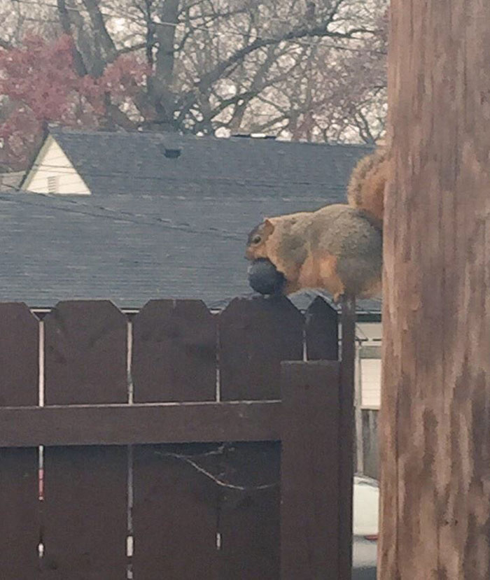This is the fattest squirrel I've ever seen