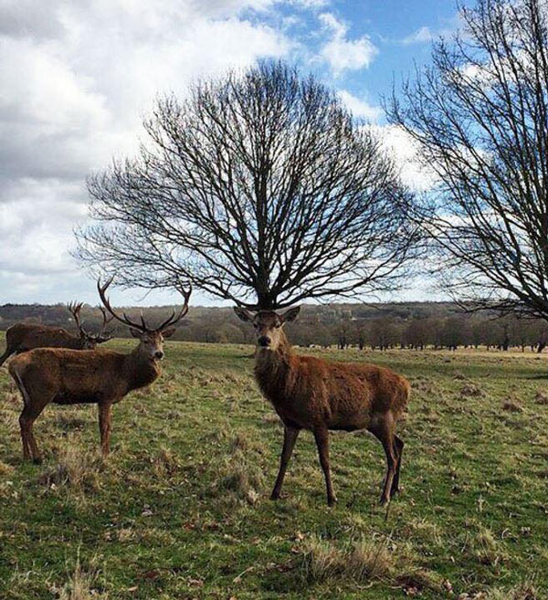 Top marks to the deer on the right, a magnificent set of antlers