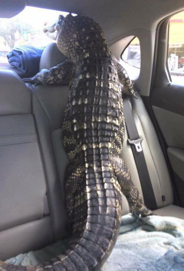 Typical Florida Uber passenger