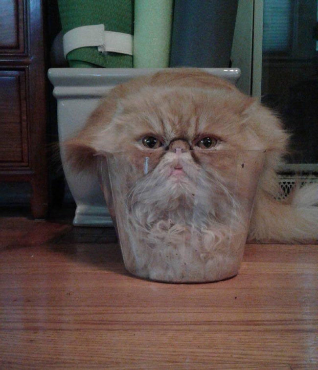 My friend's cat climbed into a plastic flower pot...