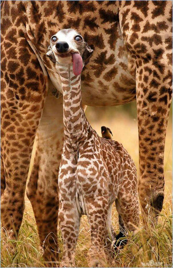 Newly discovered girafdog...