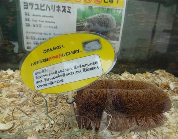 Japanese zoo: "We're Sorry! Our hedgehog is taking a break right now."