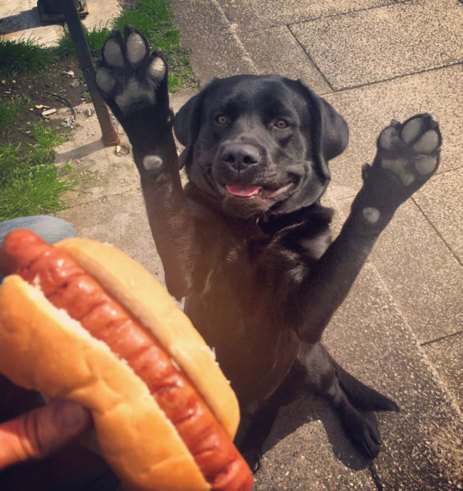 His hotdog face - I wish someone would look at me this way