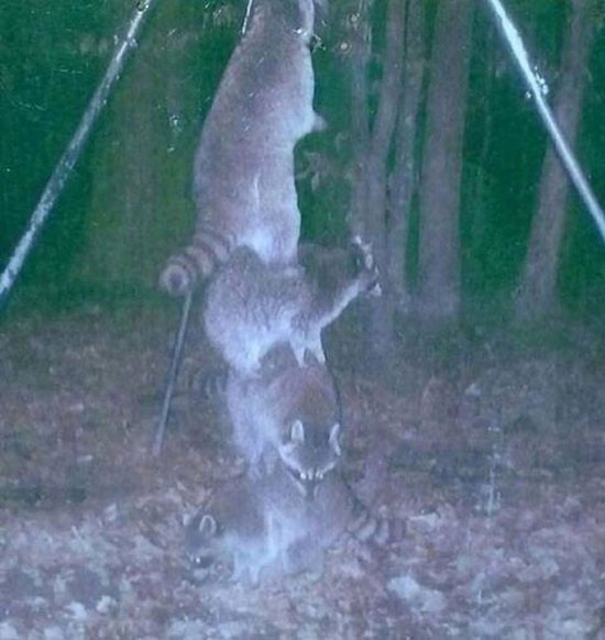 So I set my deer feeder high off the ground so the raccoons couldn't reach it...