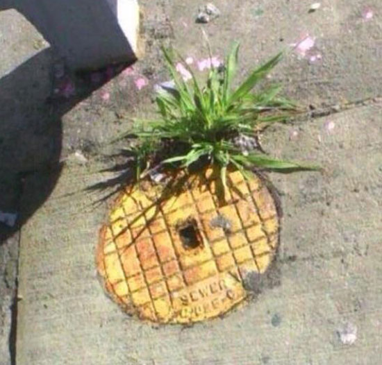Who lives in a pineapple under the street?