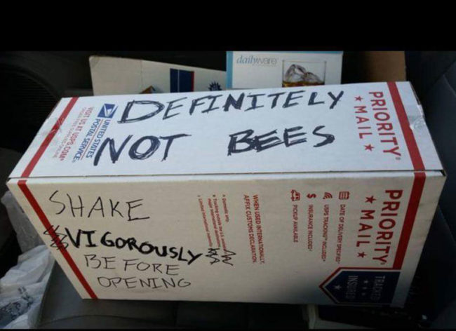 Definitely Not Bees