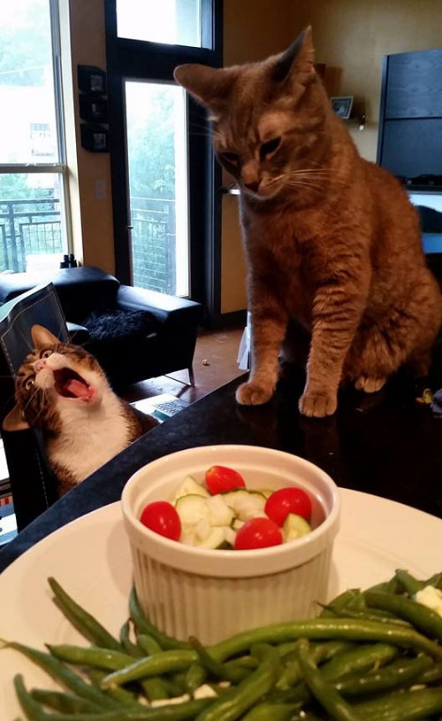 Cat expressing its dislike for salad
