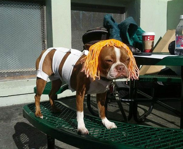 Fifth Element Cosplay at its finest. Multipaws