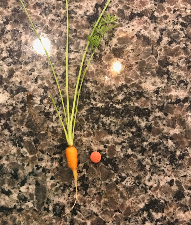 Built a garden for my wife a few months ago and it is finally time for the bountiful harvest. Tonight, we feast like kings