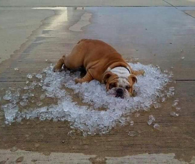Trying to stay cool in Phoenix