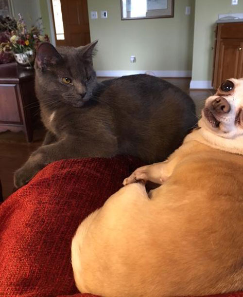 Mom is pet-sitting my cat. Asked how she was getting along with the dog. She sent me this