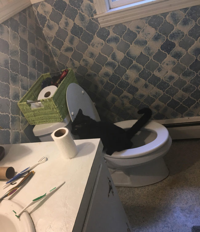 My friend came home from a mini-vacation and forgot to change the kitty litter. This morning she was brushing her teeth and heard a little tinkle...