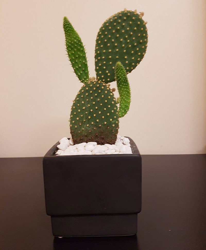 My cactus dabbed