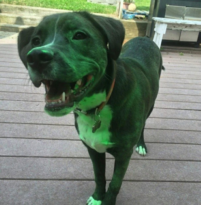 My dog got into a bag of green powder that was supposed to be used for a color run