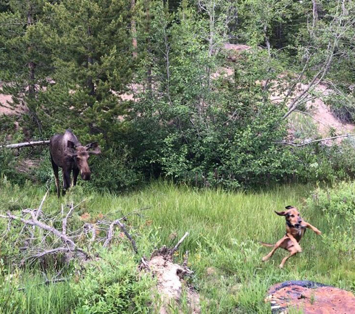 My buddy's dog saw a moose