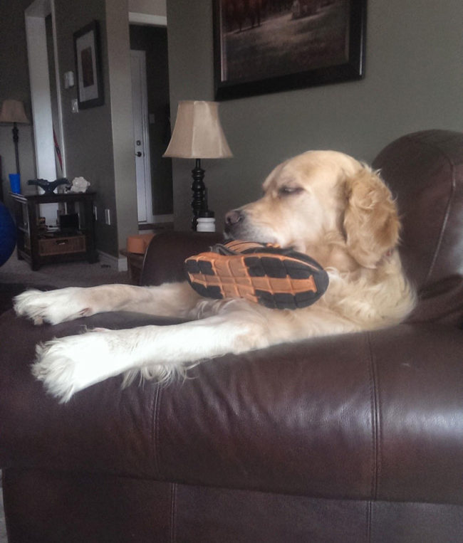 Yes, he is sleeping on the arm of the couch with a shoe in his mouth