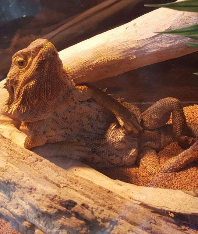 Woke up to my lizard looking at me like this...