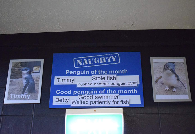 The National Aquarium of New Zealand names the naughty penguin of the month