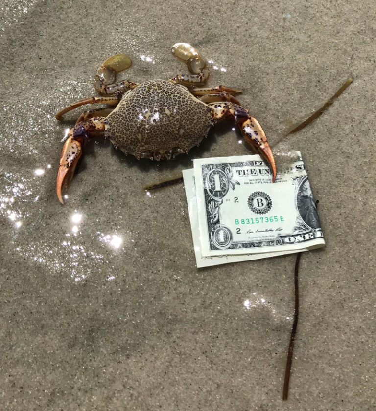 Mr. Crab’s first dollar. 