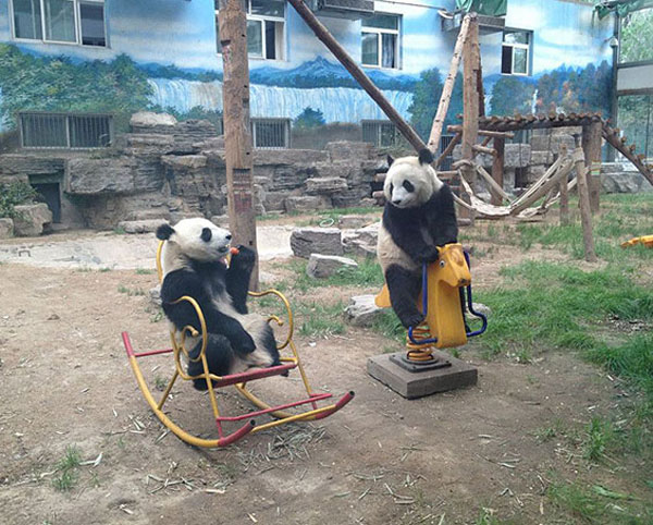 Pandas have the best toys in the zoo