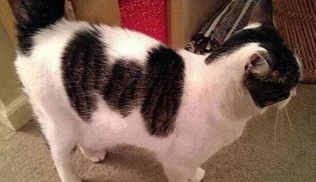 This cat has a Tie Fighter on it