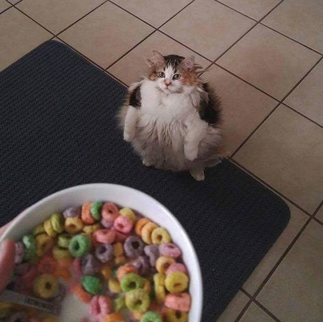 You have 2 options... I destroy you or the fruit loops