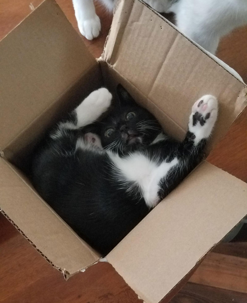 That's one way to sit in a box, I guess
