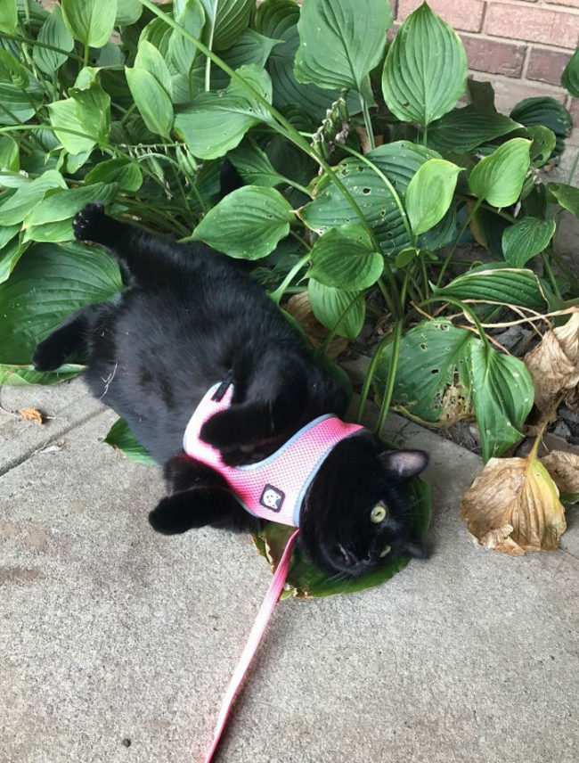 My sister took our cat for a walk outside for the first time in her life. I don't think she was a fan