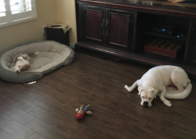 Got two beds for my good girl and good boy