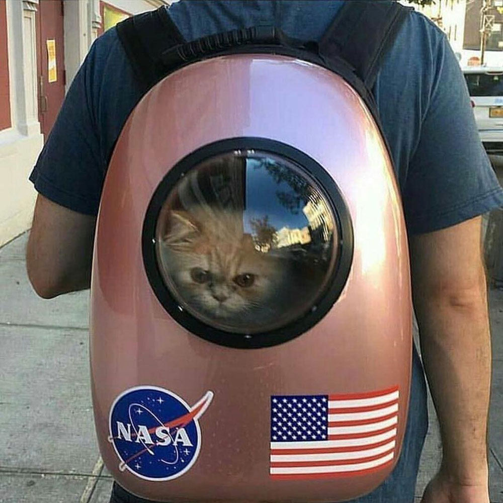 Getting ready to be the first cat on the moon