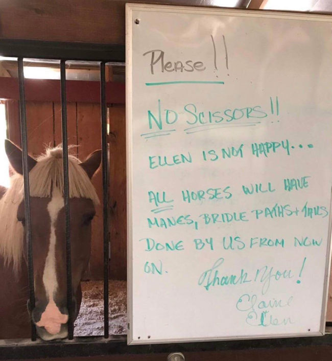 My dad called me the other day, said he got in trouble at the barn for cutting a horses hair and everyone's pissed off. I felt bad for him until I got this picture from my mother