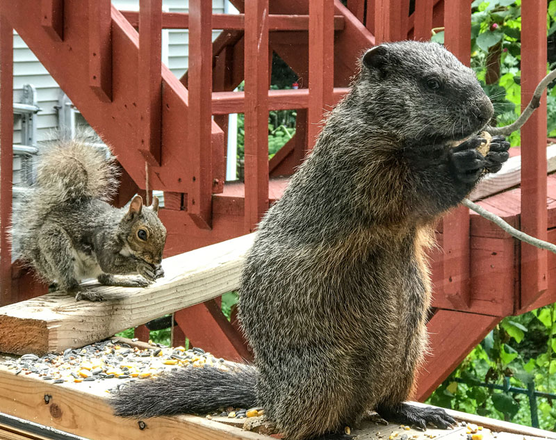 My window feeder attracts a few squirrels. This one seemed... bigger than usual