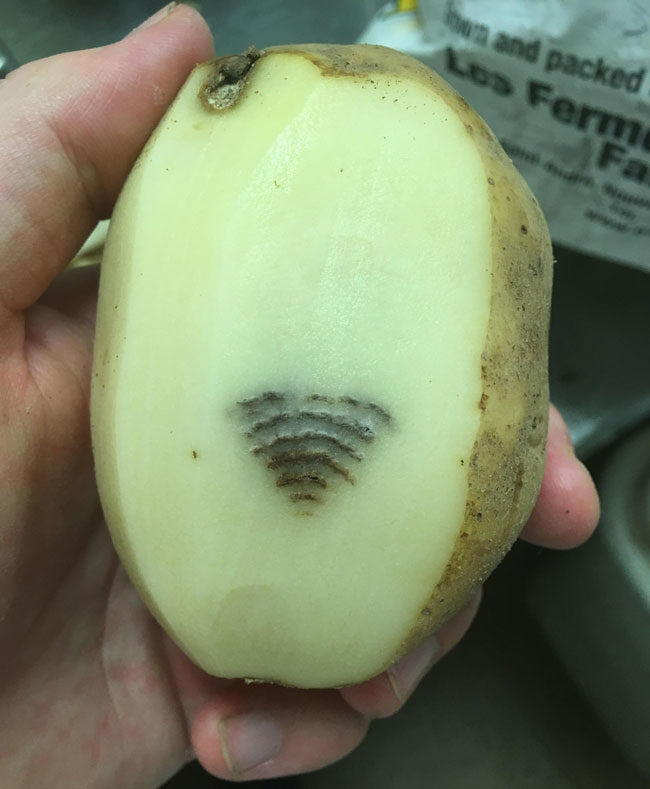 This potato at my work gets better Wi-Fi than I do