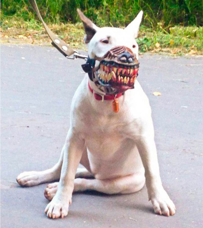 Neighbor said my dog is scary and needs a muzzle..