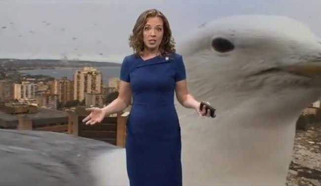 A seagull crashed the weather report on the morning news