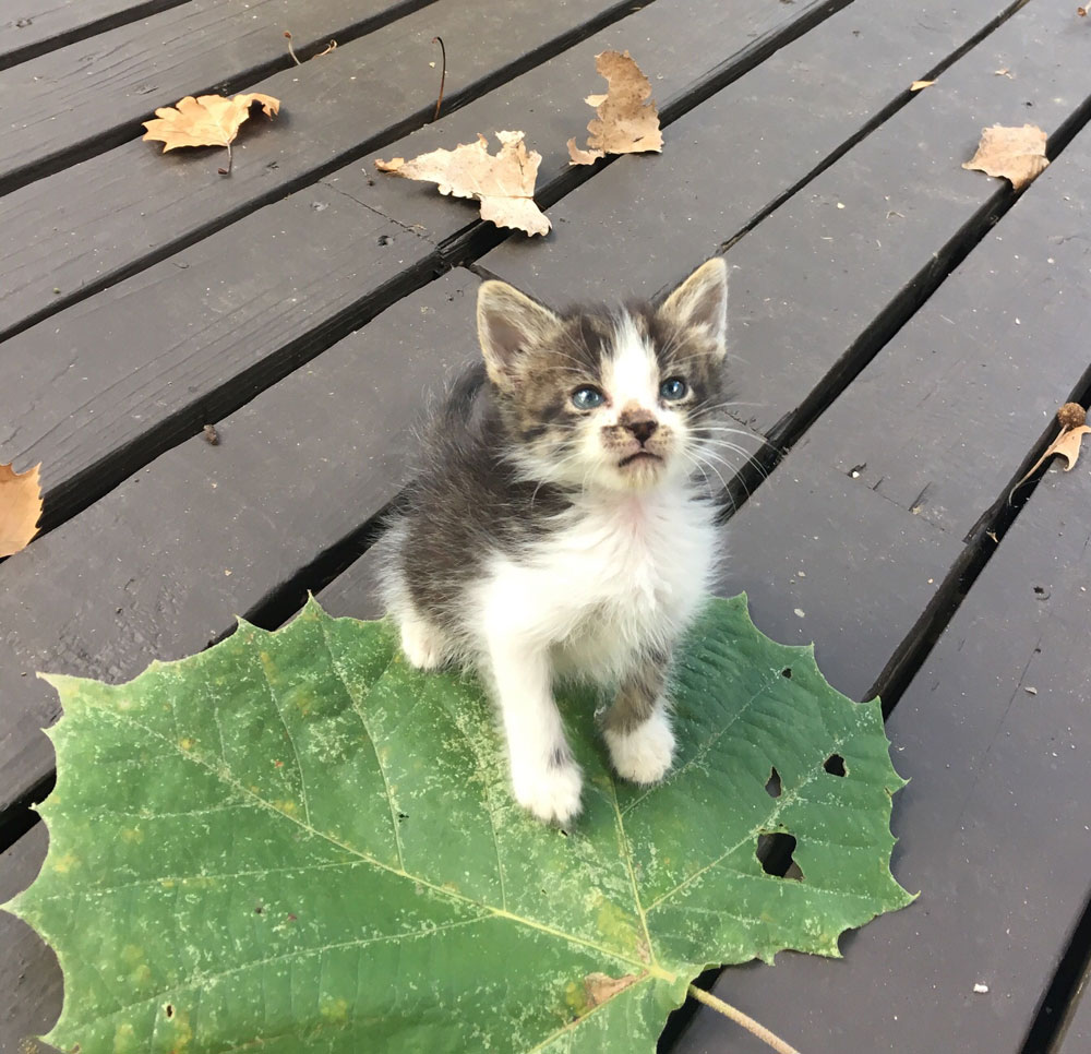 Meet Ajax. He's 4 weeks old and that is a sycamore leaf