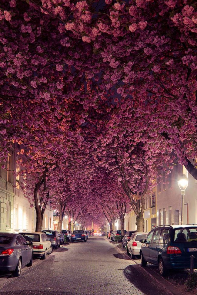 A cherry blossom street in Germany