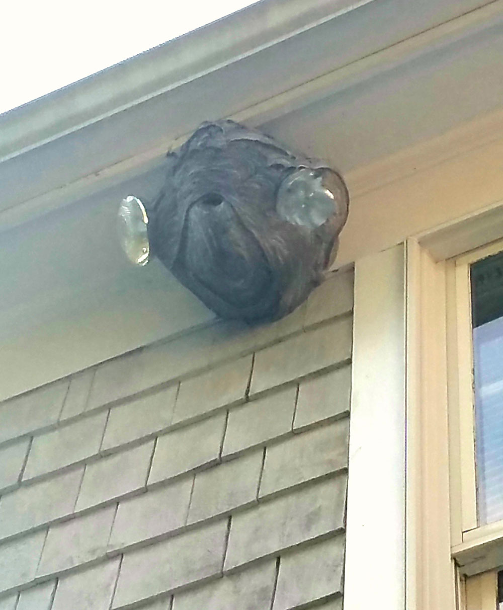 The hornet's nest near my roof looks like Admiral Ackbar