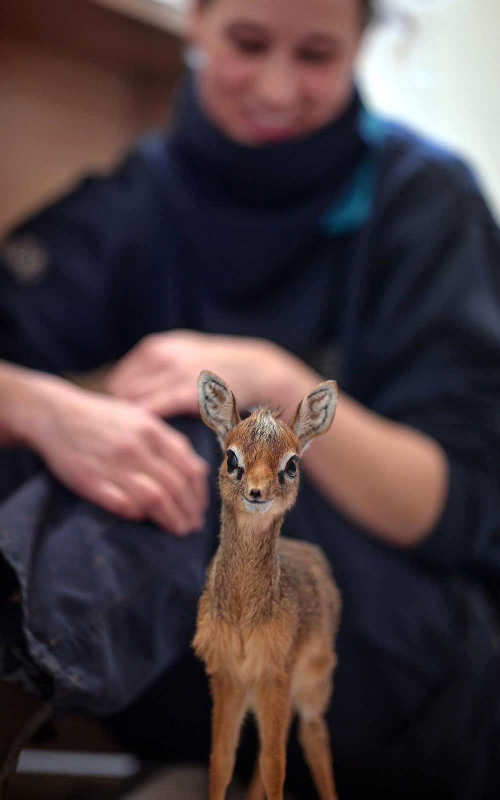 Baby dik-dik at the Chester Zoo. His name is Thanos